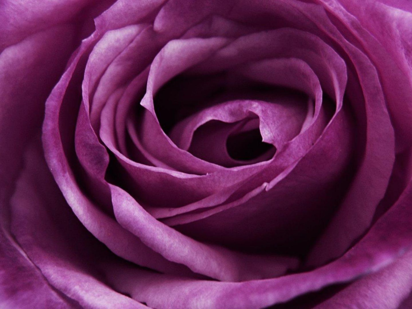 Красивая большая фиолетовая роза крупным планом