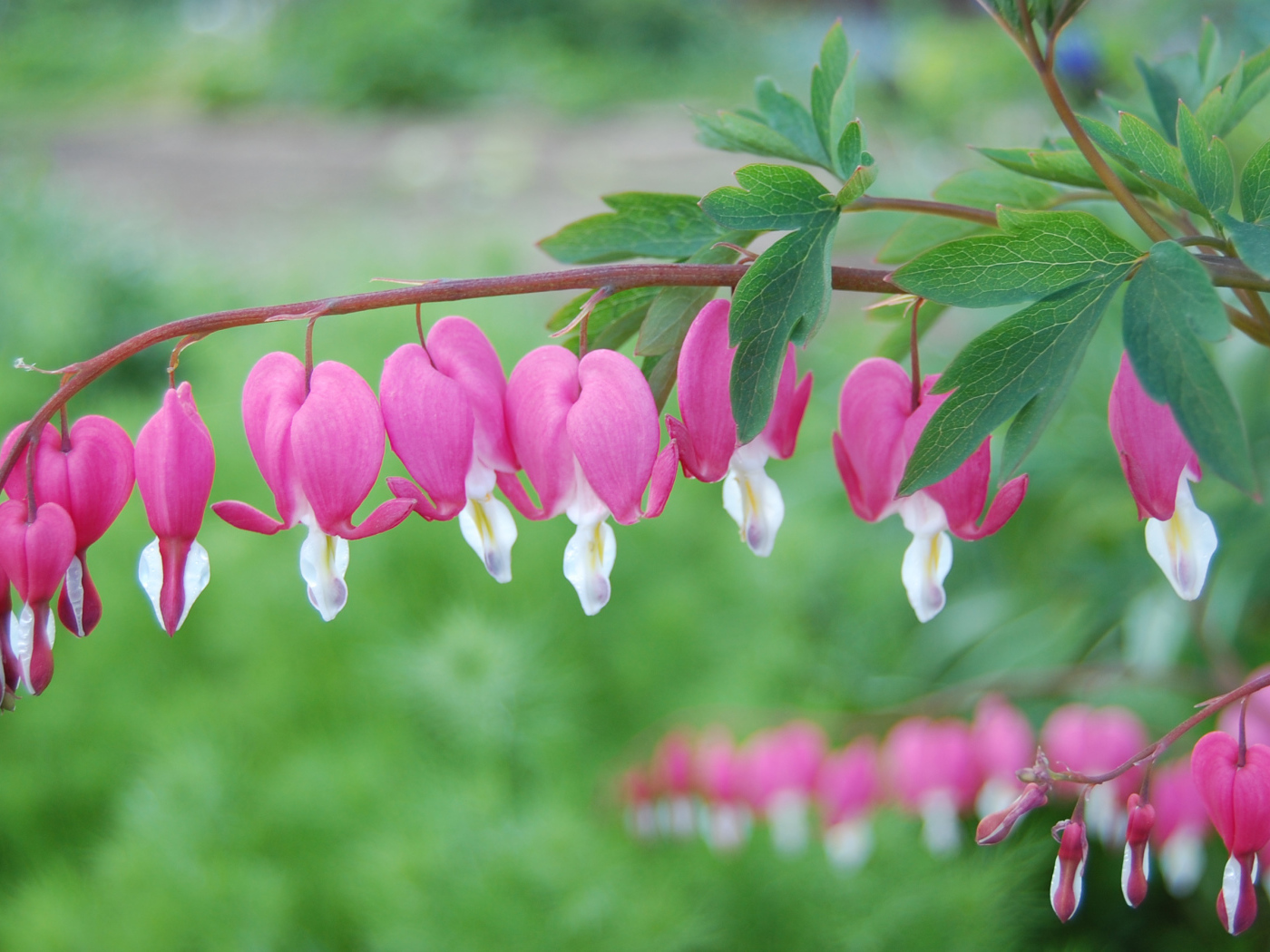 Красивые цветы дицентра на  клумбе в саду