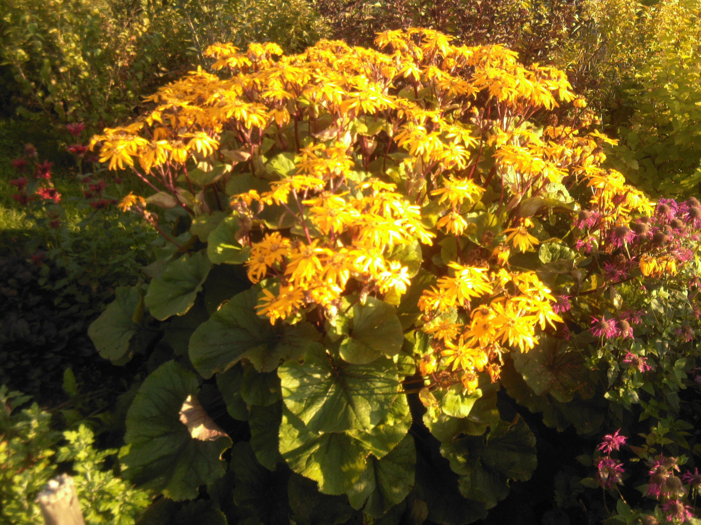 Красивый бузульник на дачном участке