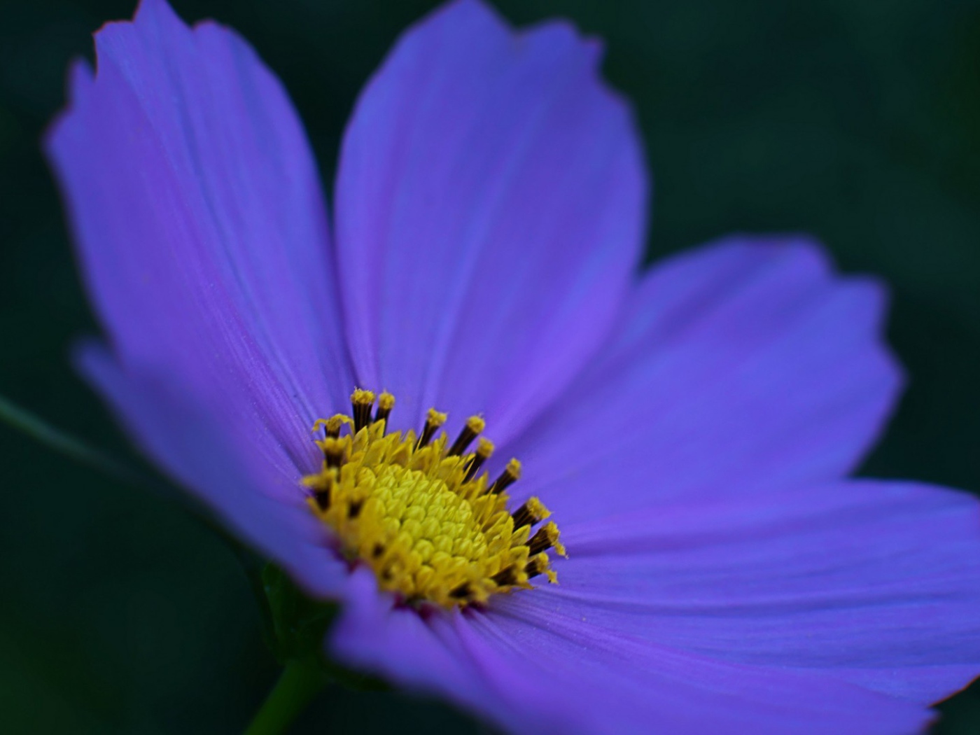 Kрасивый окрас лепестков