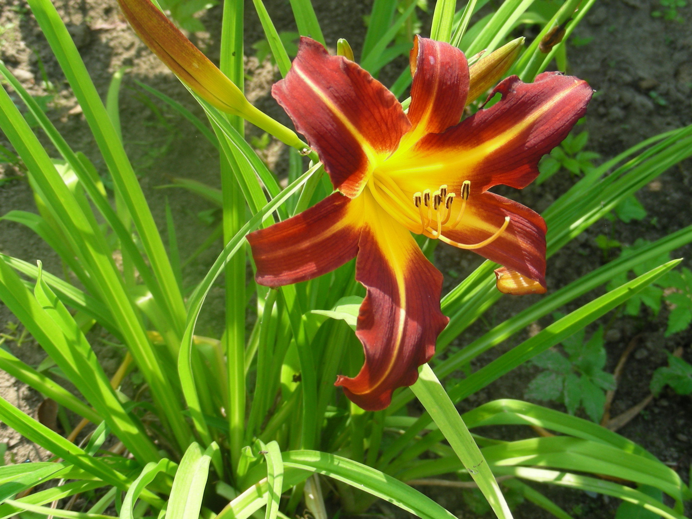 Красивый лилейник в саду