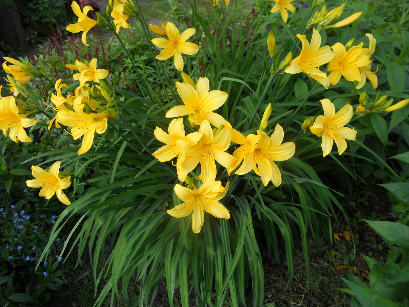 Красивый лилейник на дачном участке