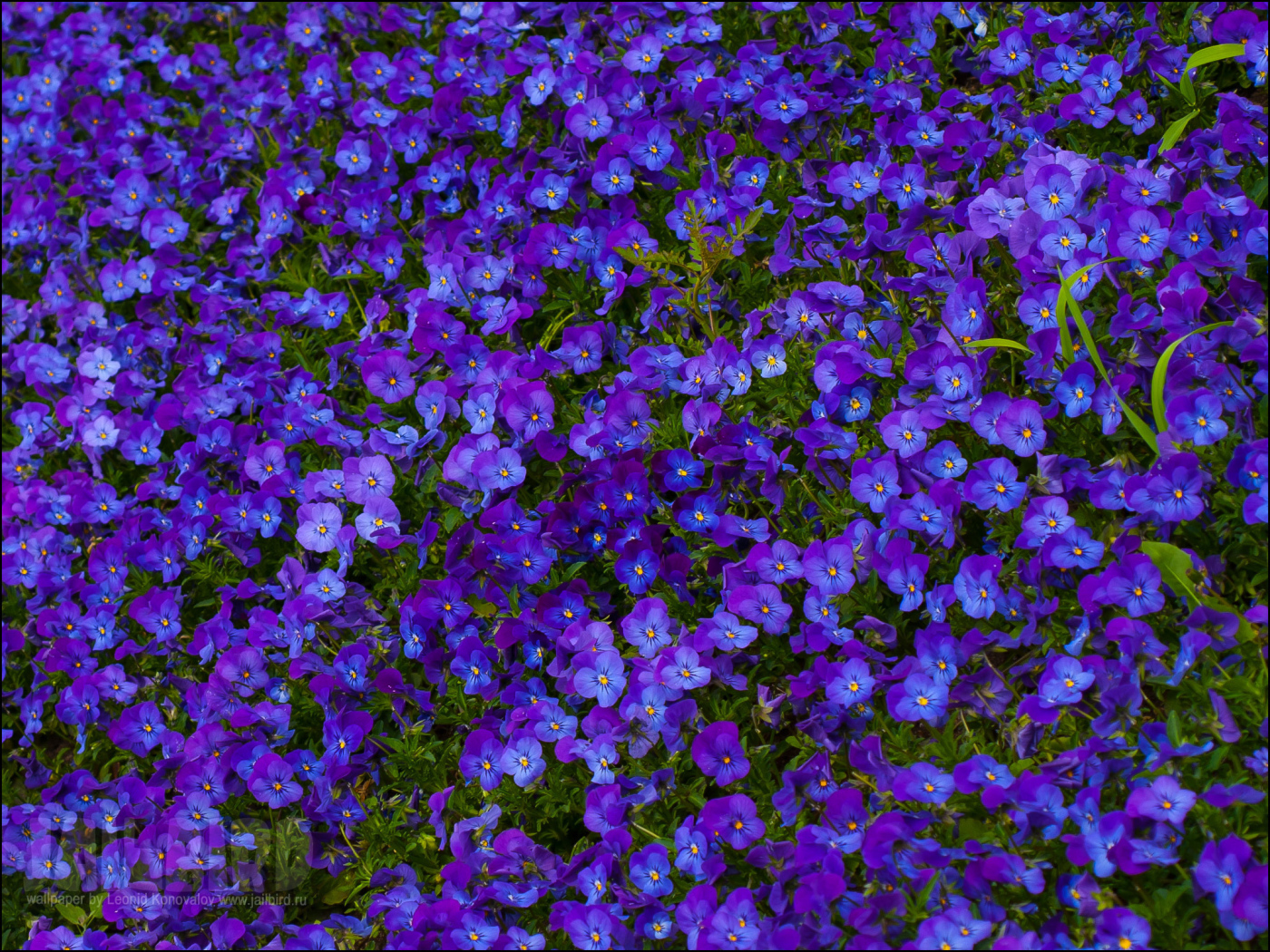 Расцвели красивые цветы анютины глазки