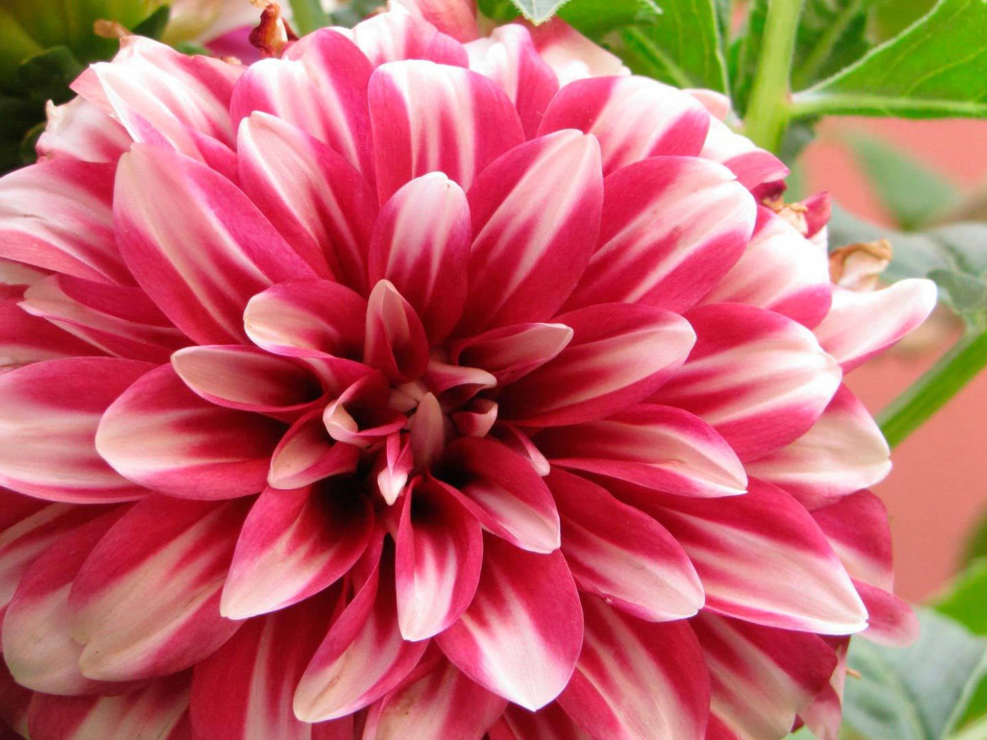 Красивый цветок астра в саду