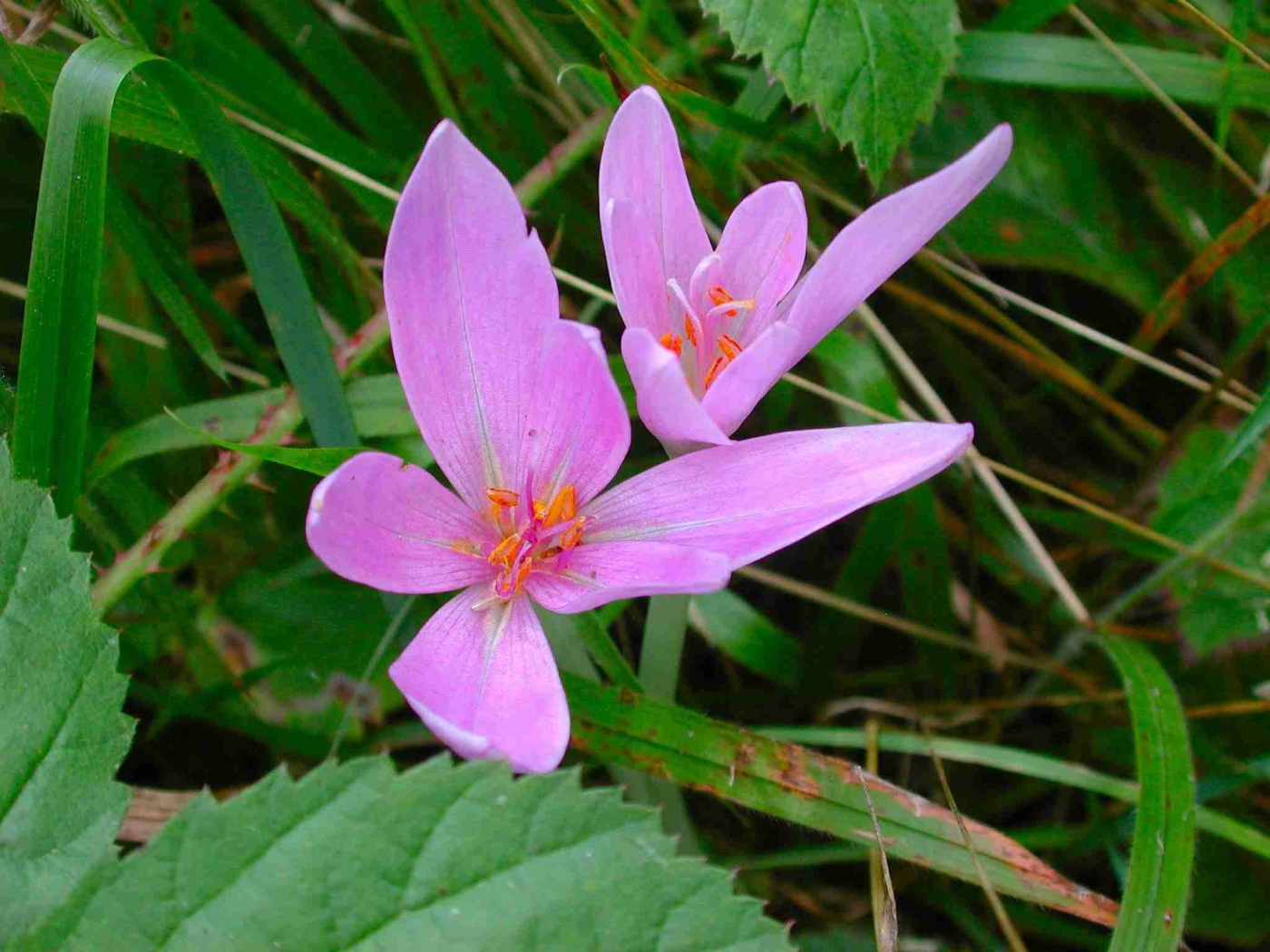 Прекрасный цветок шафран расцвел в саду