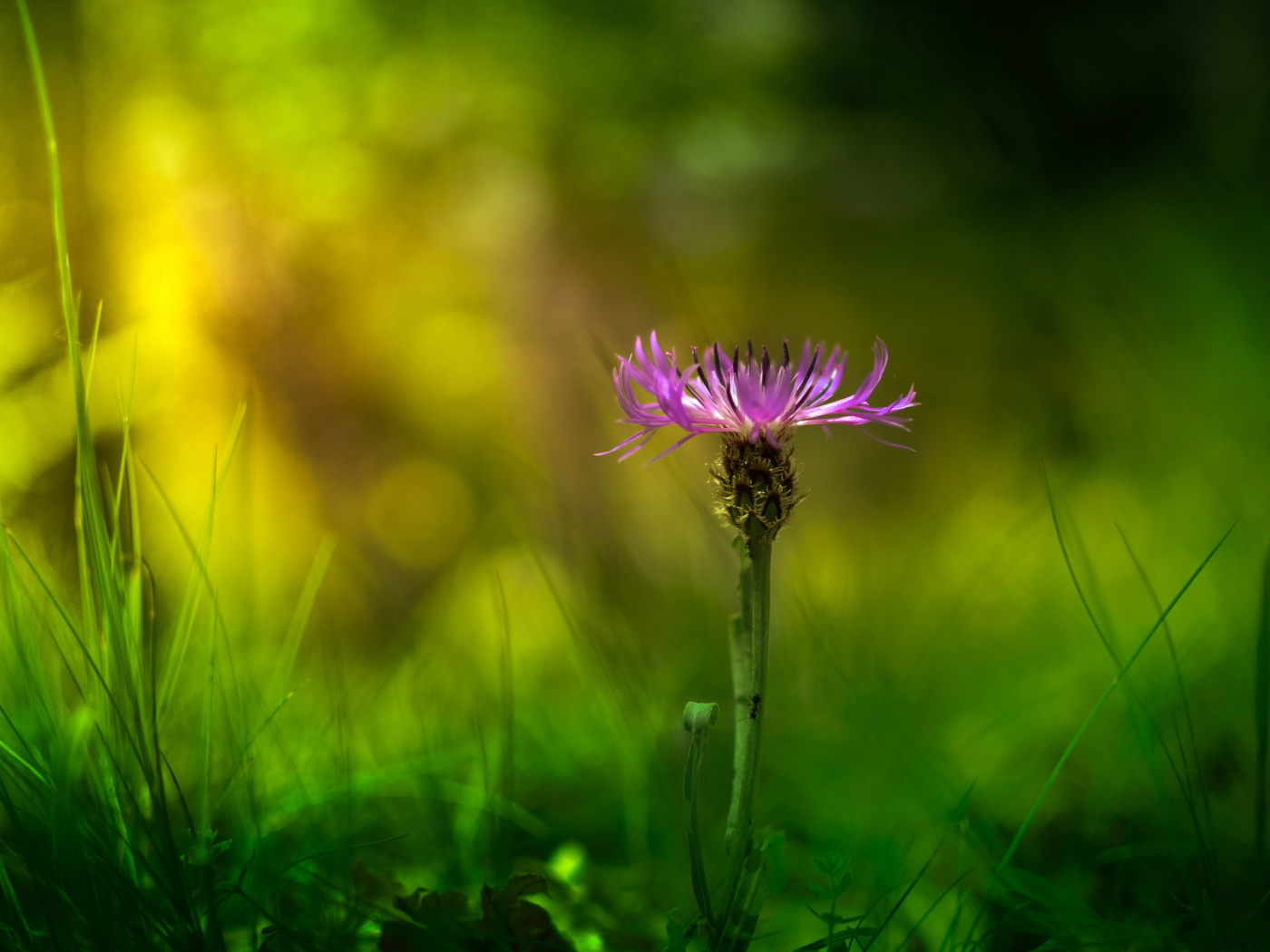 Красивый цветок василек в саду