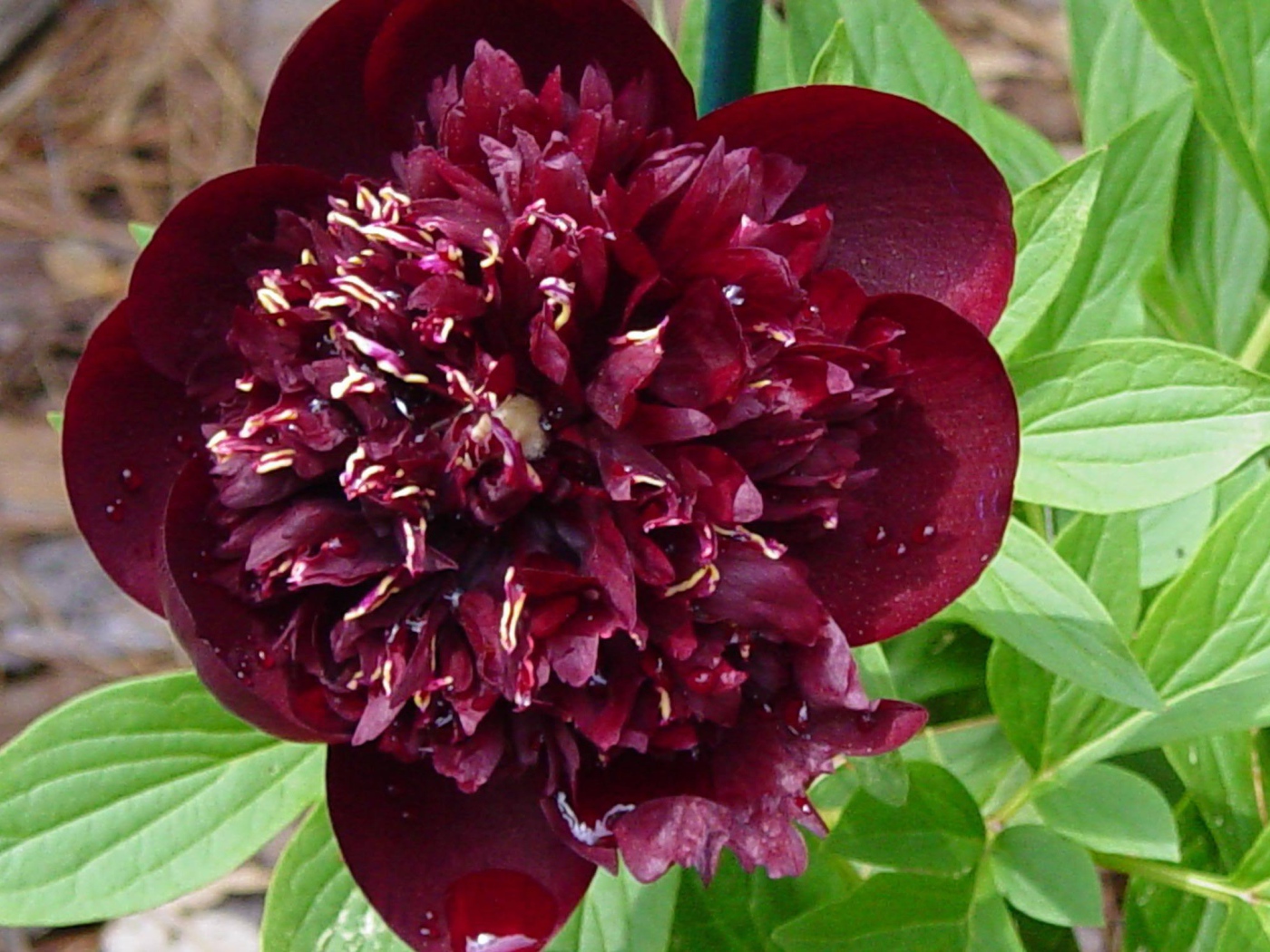 Красивый цветок пион в саду