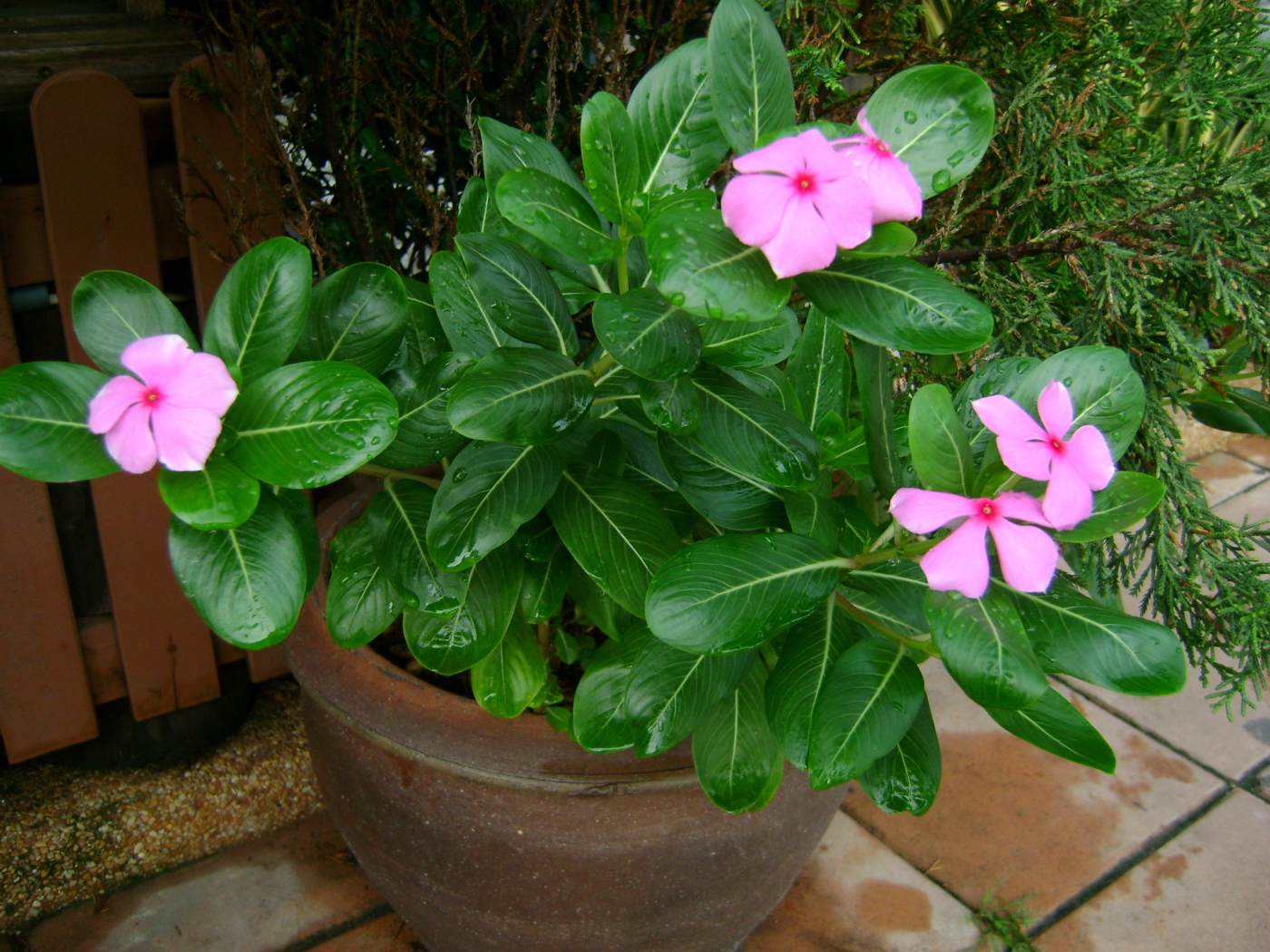 Красивый цветок барвинок в саду