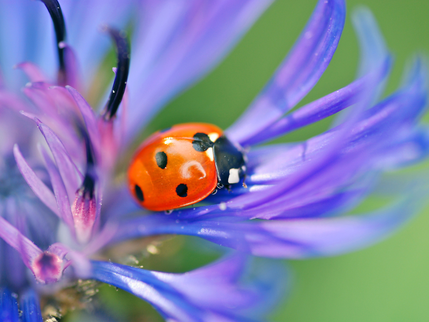 На поляне красивый цветок василек