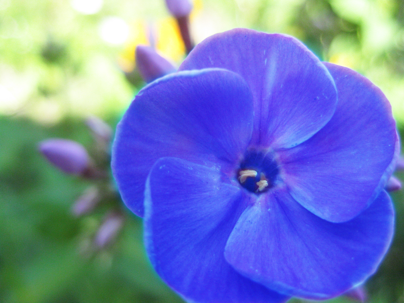 Красивый цветок флокс на поляне