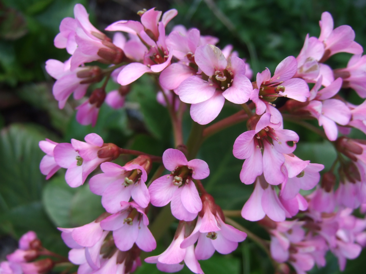 Красивые цветы бадан