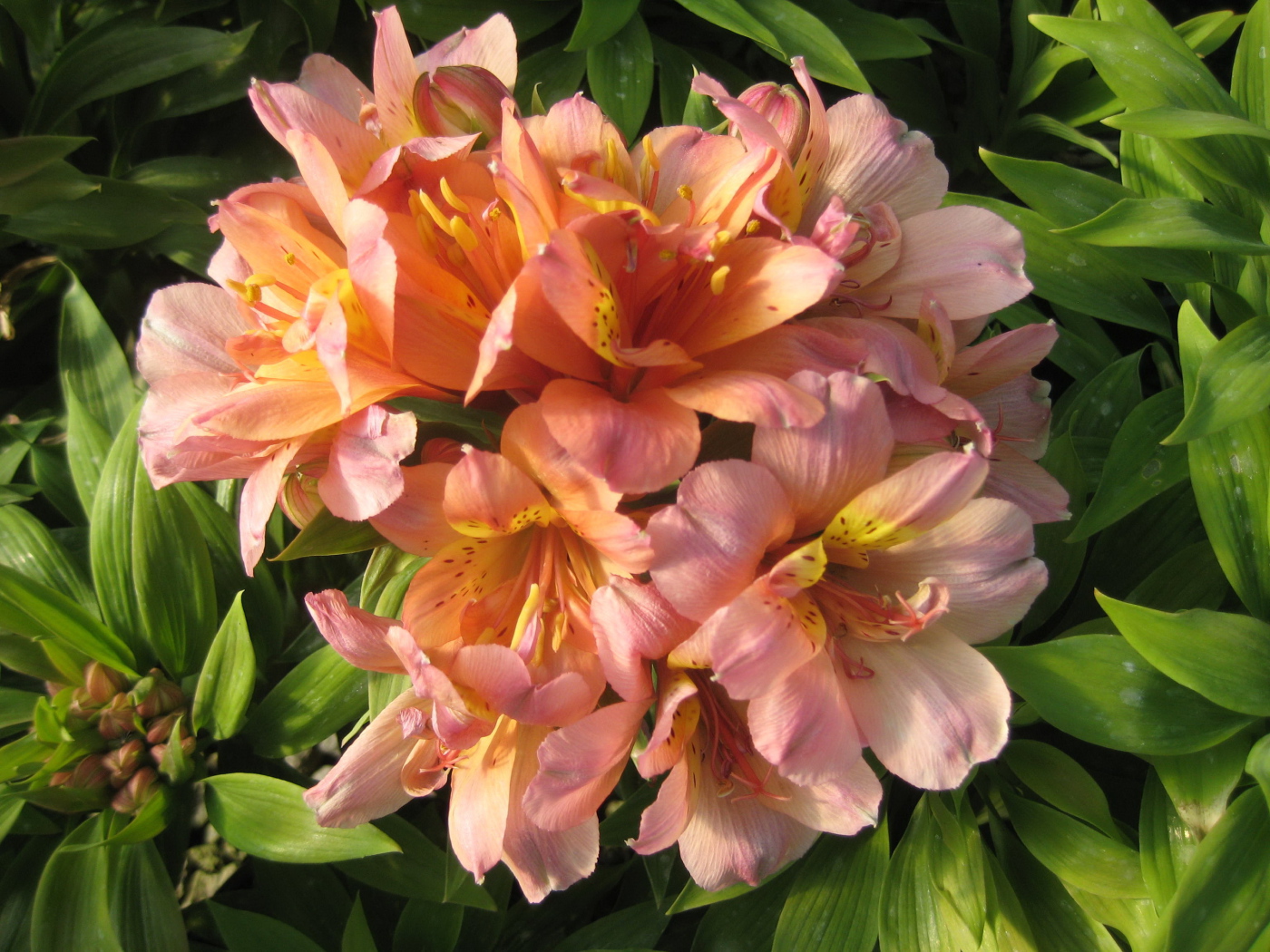 Красивые цветы альстремерия на клумбе в саду