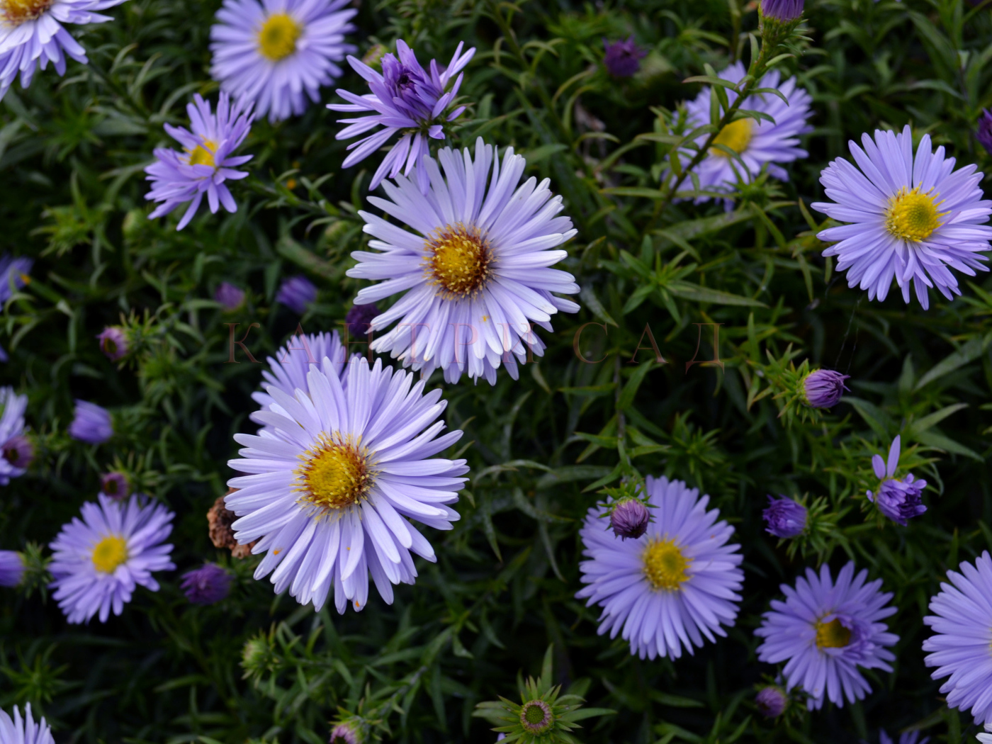 Красивые цветы астра в парке