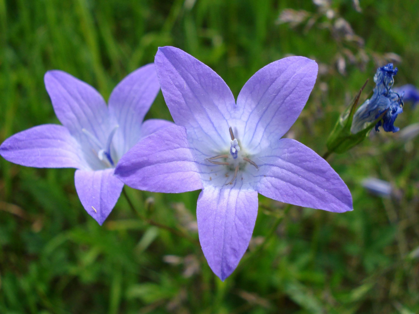 Красивые цветы колокольчик на клумбе в саду