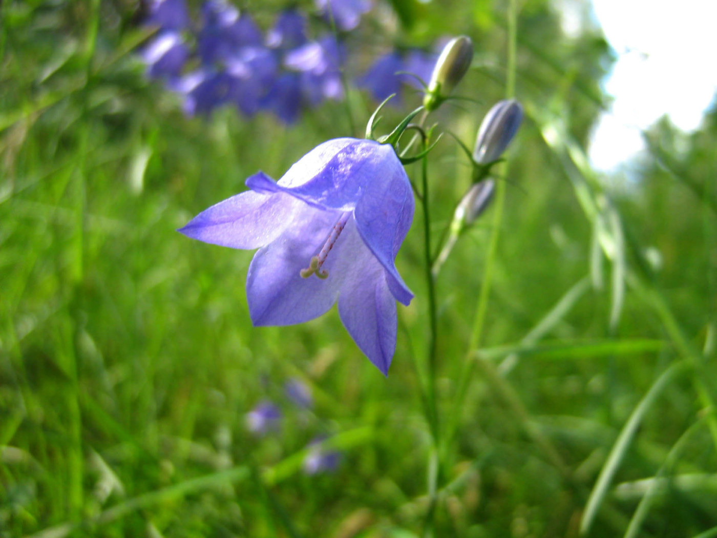 Красивые цветы колокольчик на поляне