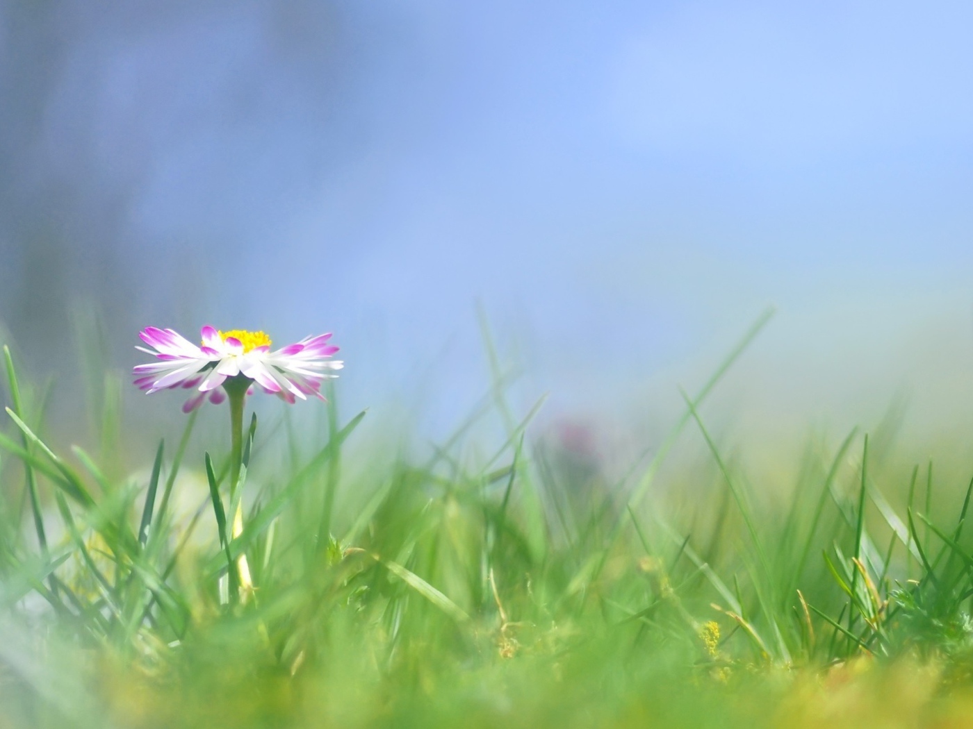 Прекрасные цветы маргаритки