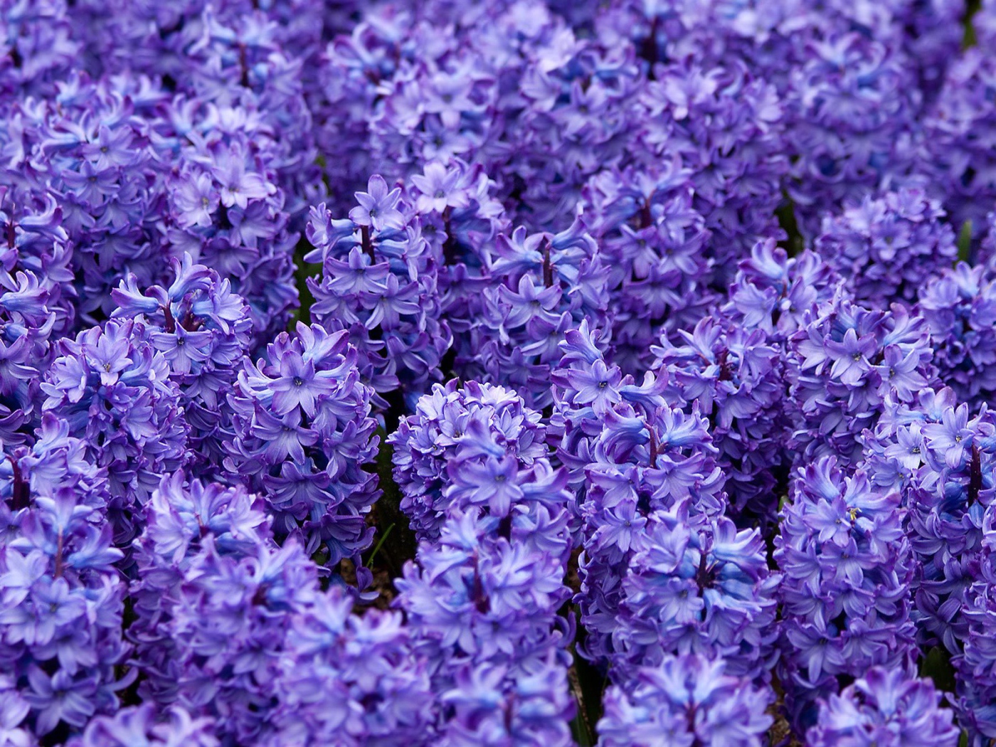 Красивые цветы гиацинты весной на поляне