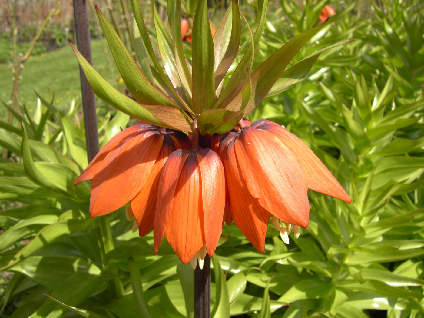 Красивые цветы рябчик императорский в парке