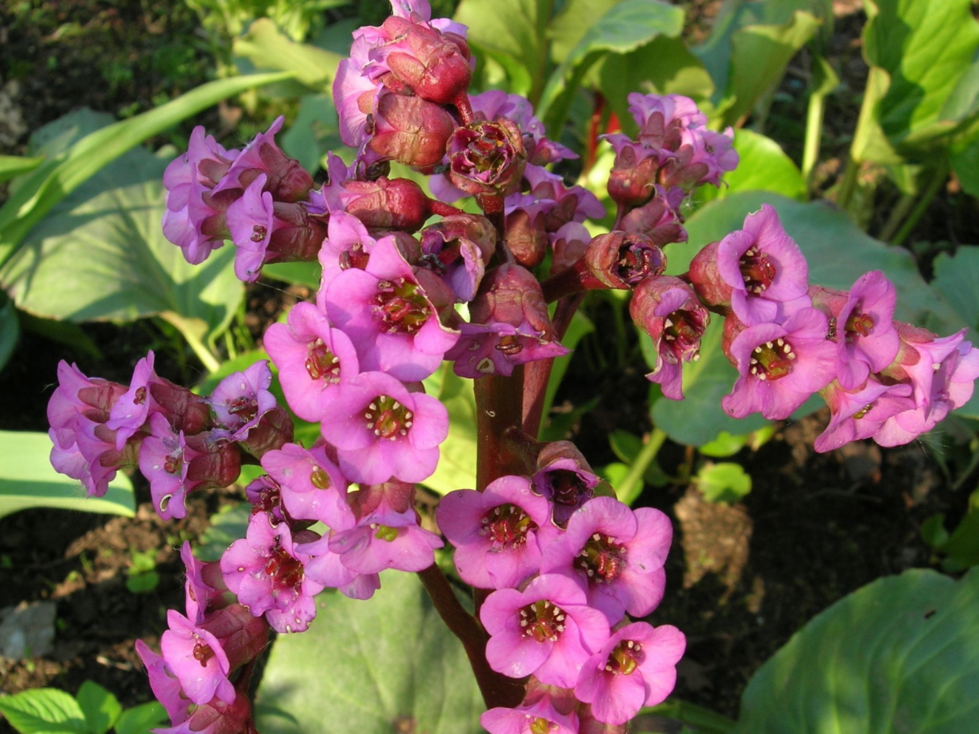 Красивые цветы растения бадан в парке