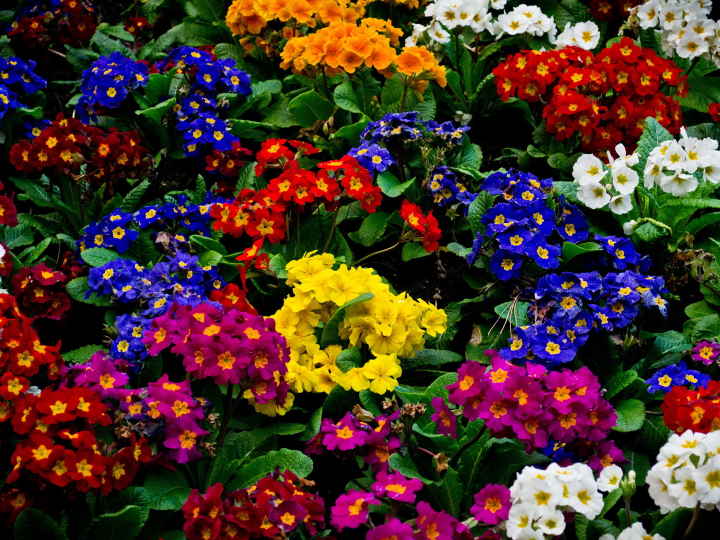 Красивые цветы примула в парке