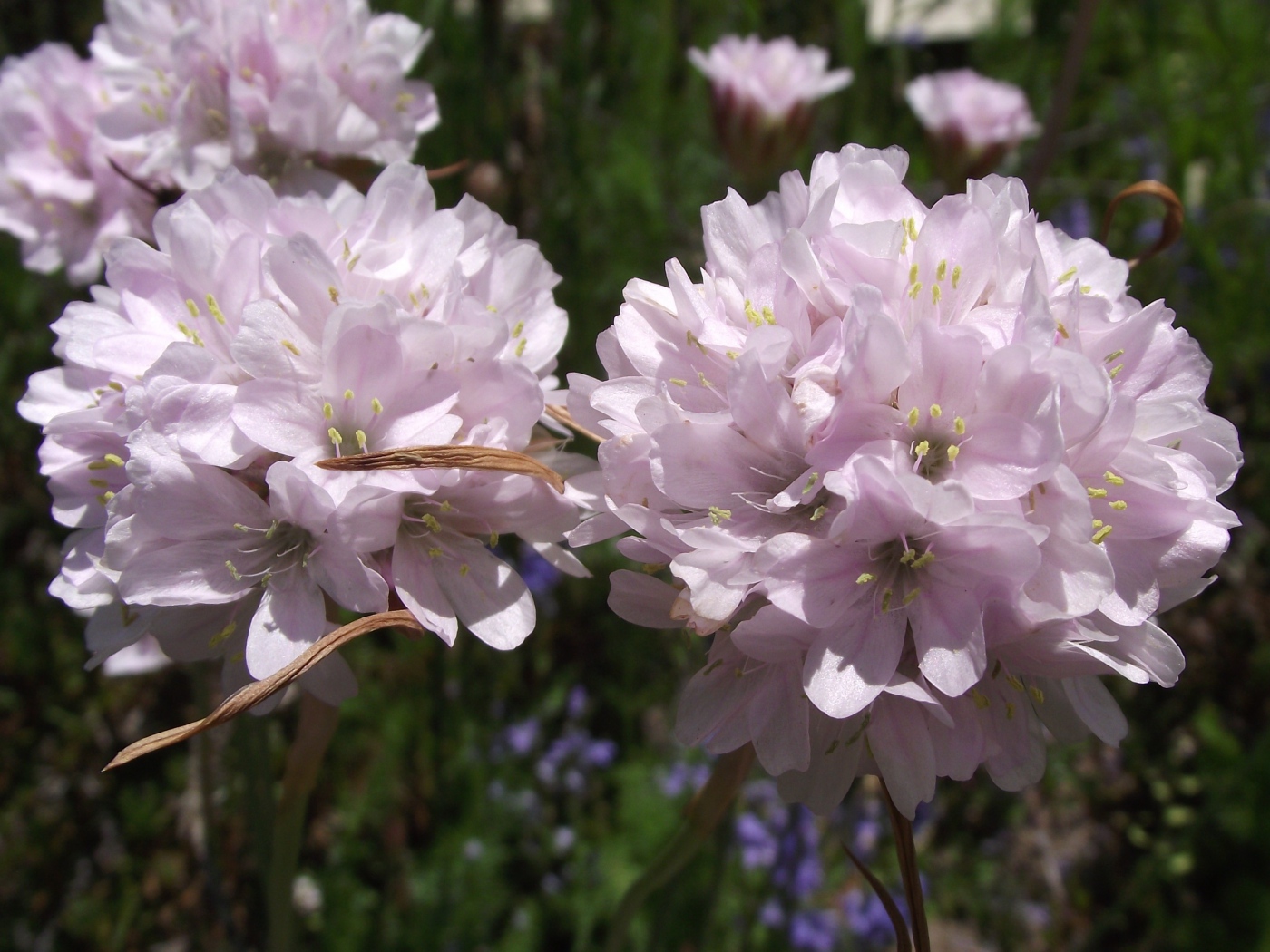 Красивые цветы армерия в парке