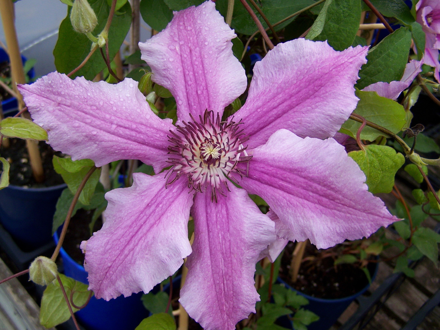 Красивые цветы клематис на клумбе в саду