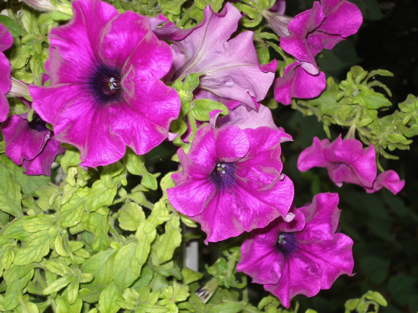 Красивые цветы петуния на поляне