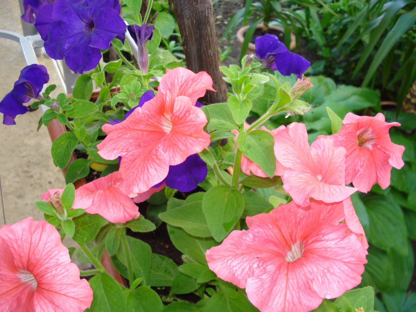 Красивые цветы петуния в лесу