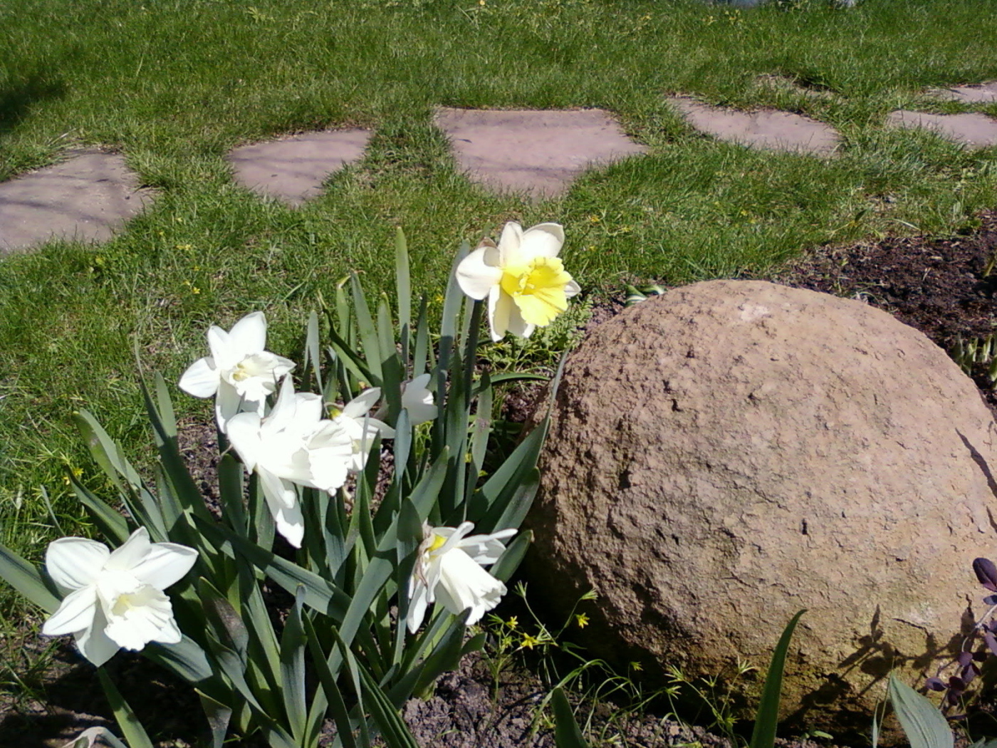 Красивые цветы нектароскордум на дачном участке