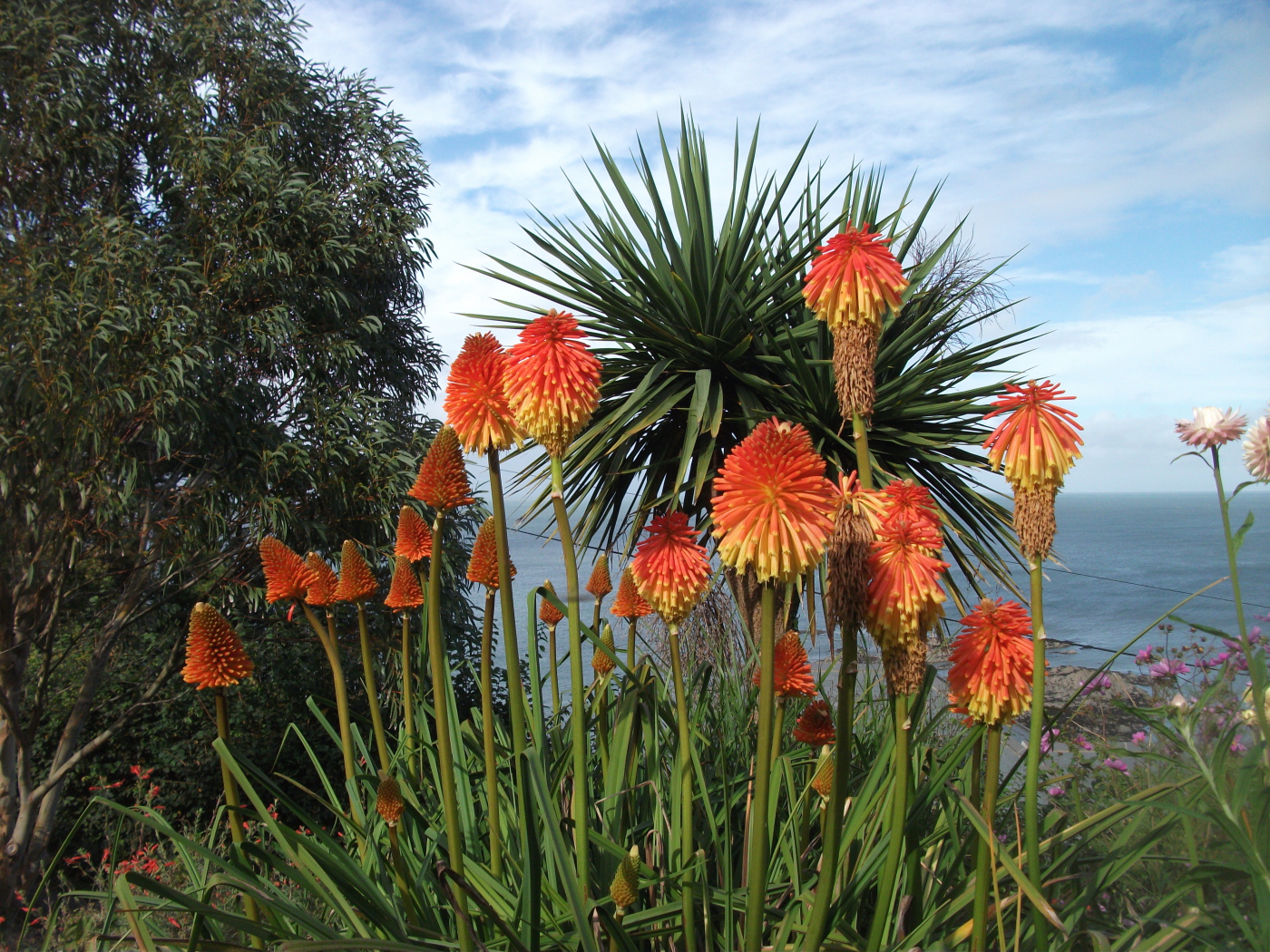 Красивые цветы кникофия на поляне