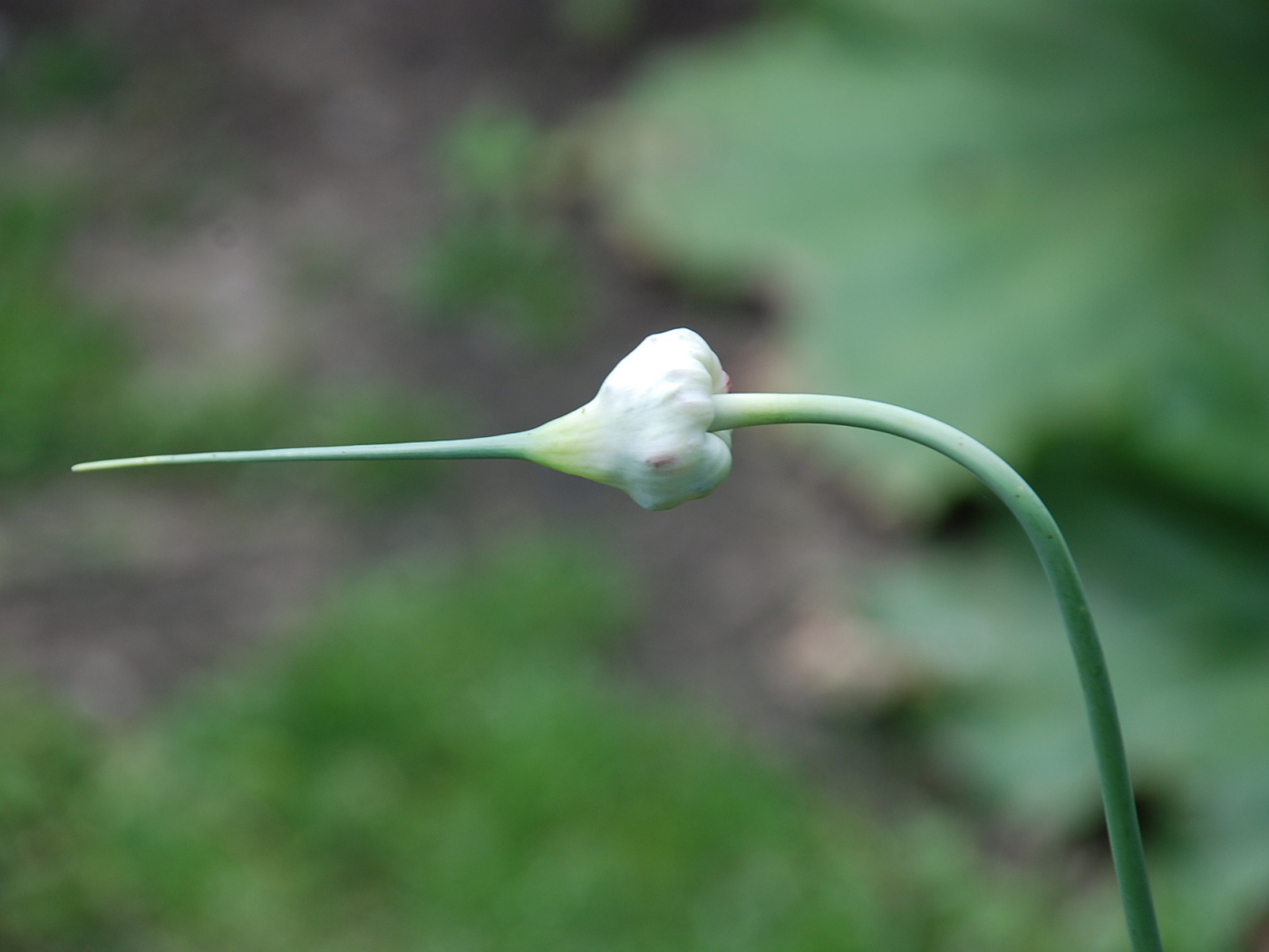На поляне красивые цветы нектароскордум 
