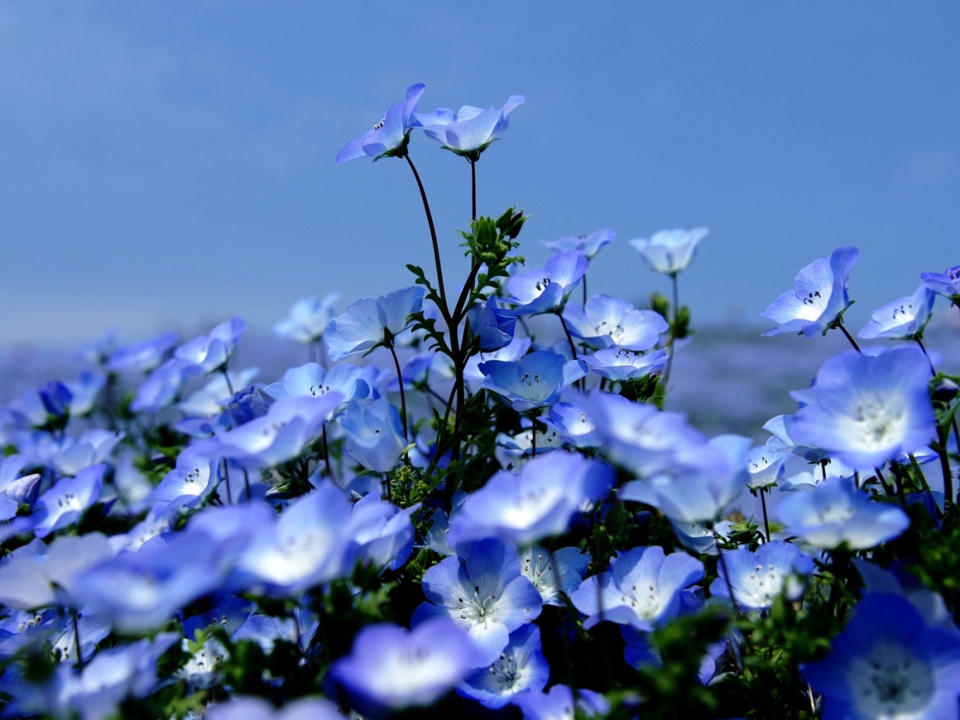 На поляне красивые цветы вероника