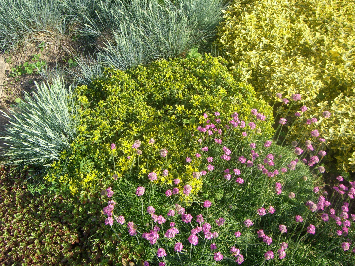 Красивые цветы армерия на поляне