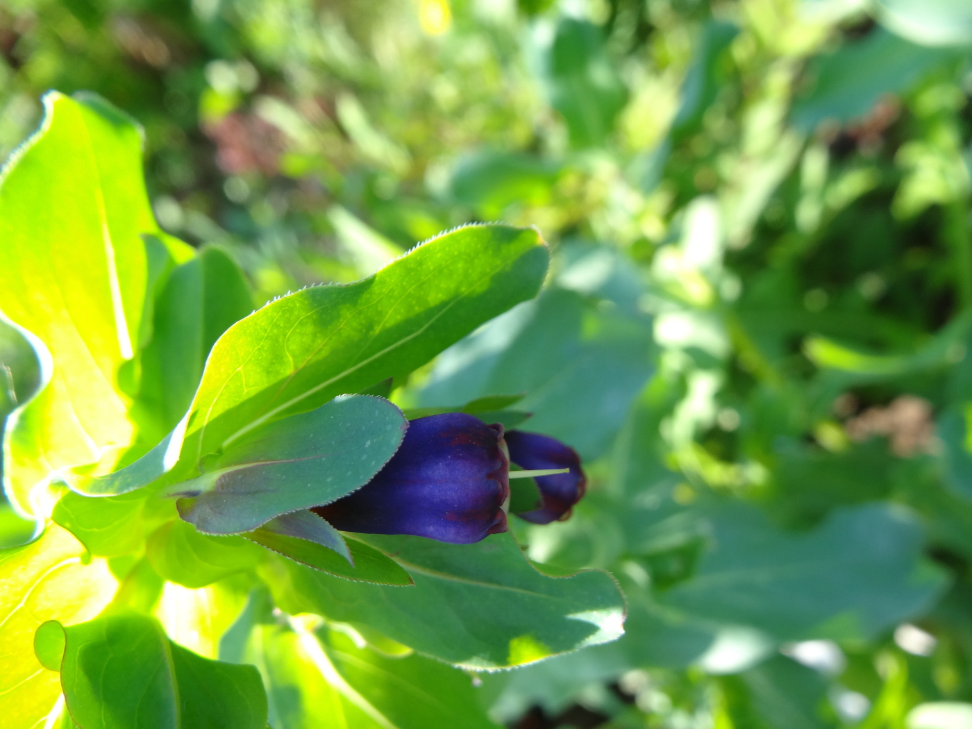 Красивый восковник в саду