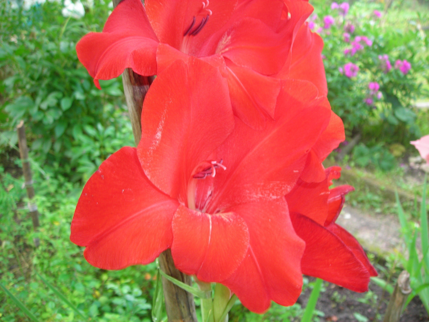 Красивые цветы гладиолус в парке