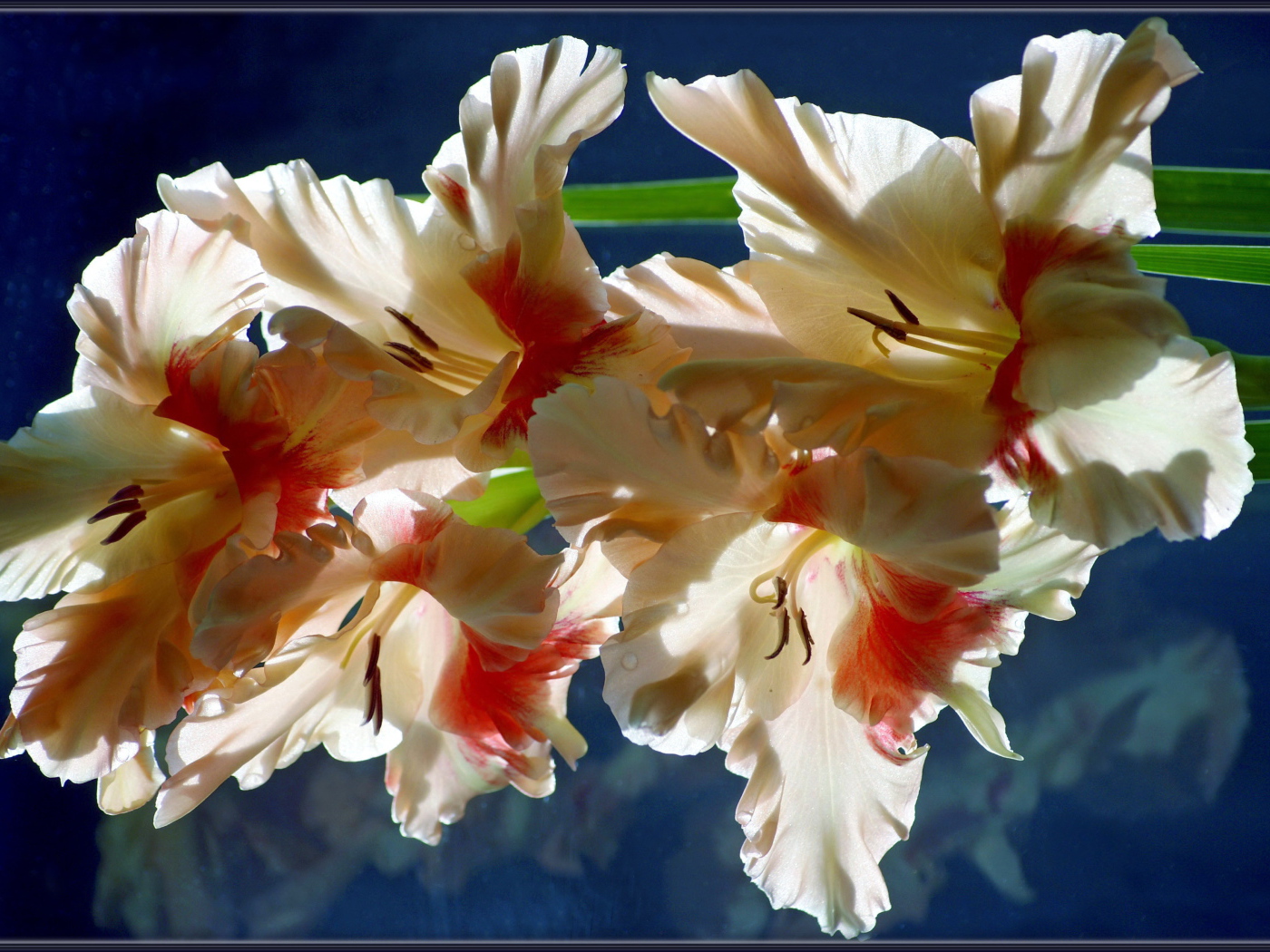 Красивый гладиолус в саду