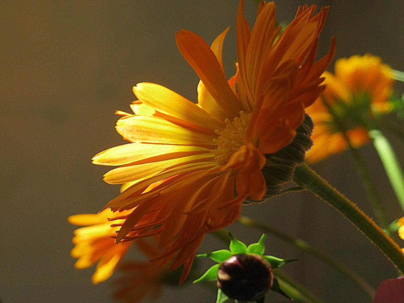 Beautiful marigold medicinal garden