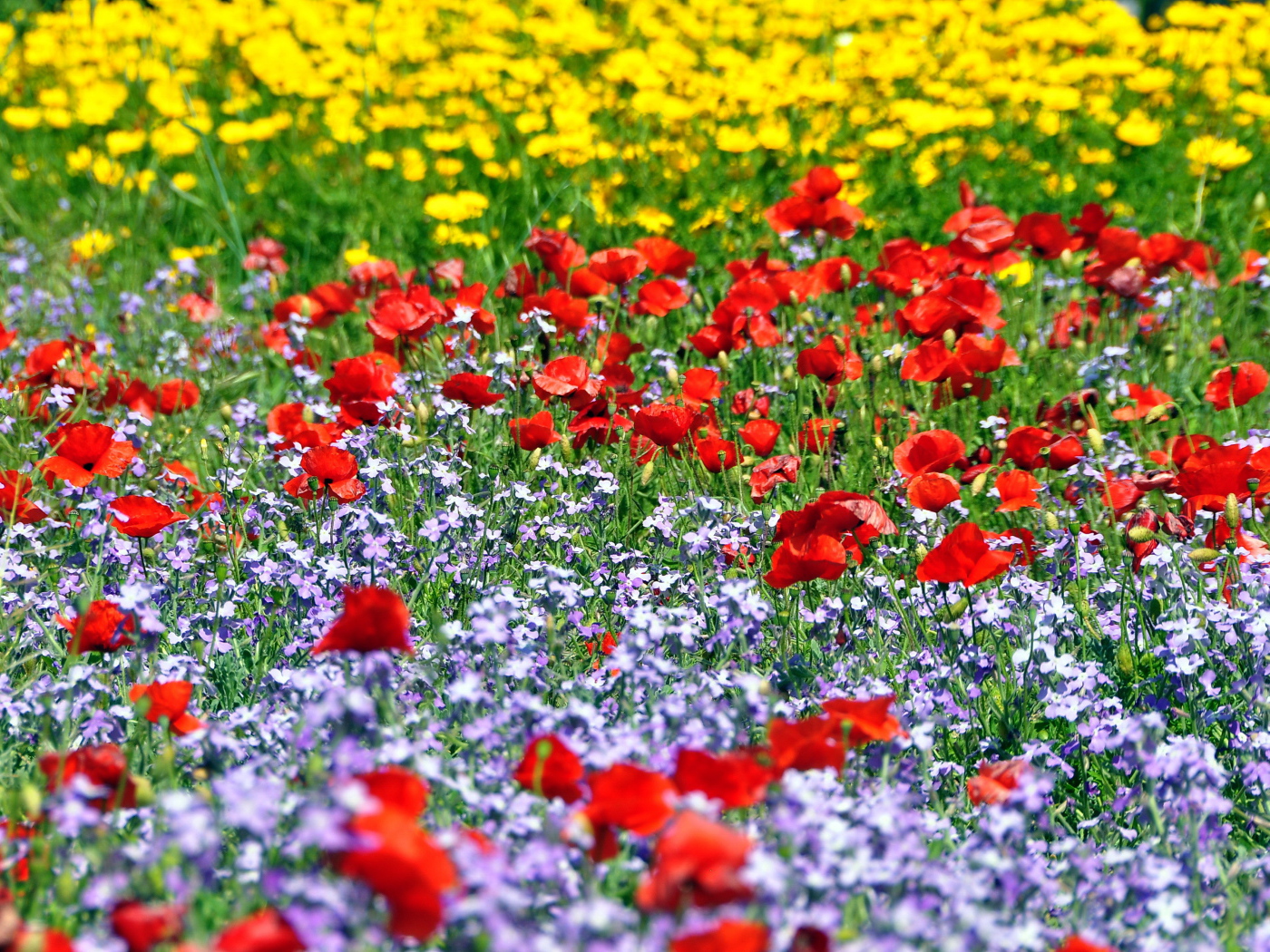 Красивая поляна цветов шафран