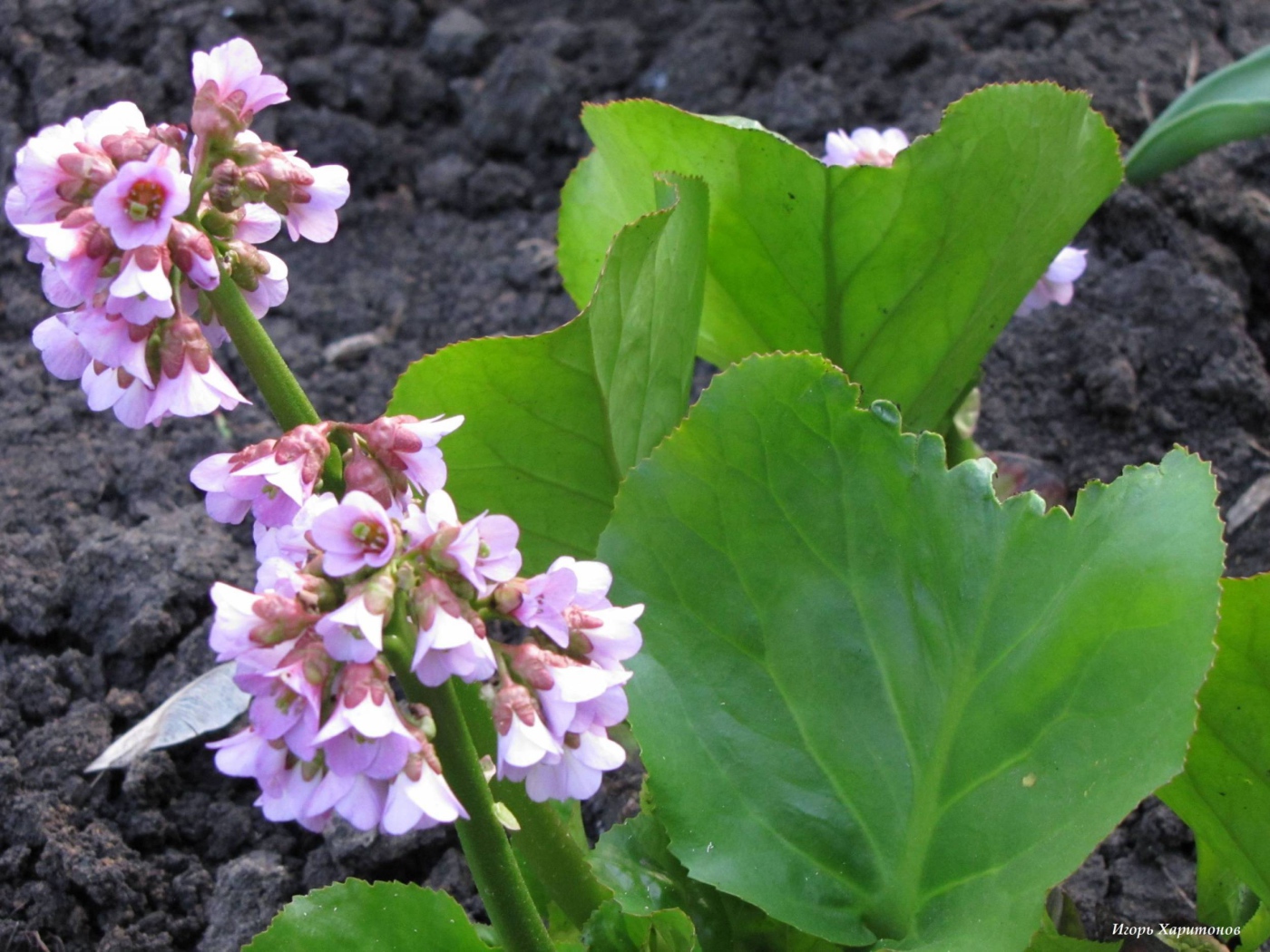 Красивое растение бадан