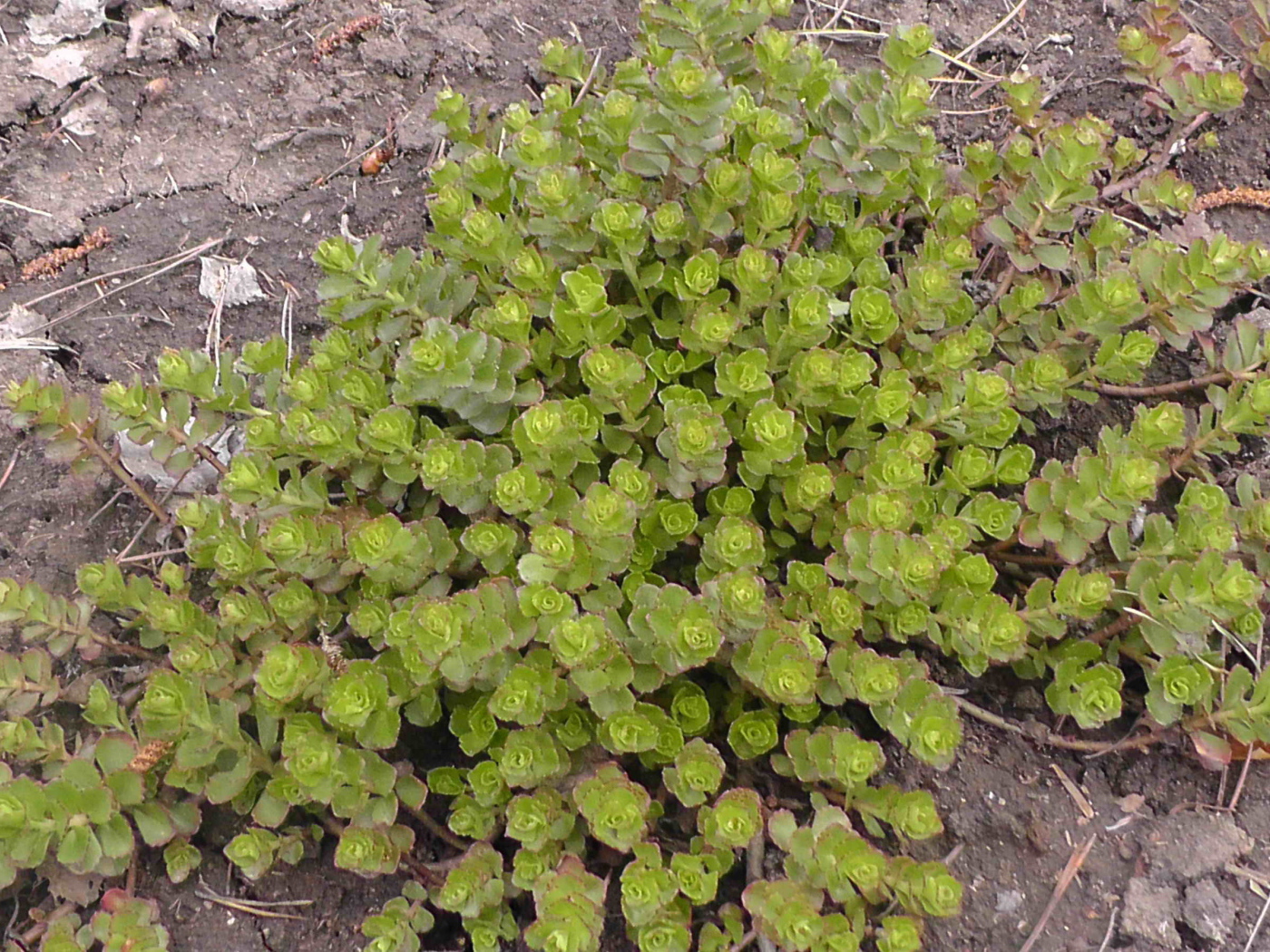 Красивое растение седум на дачном участке