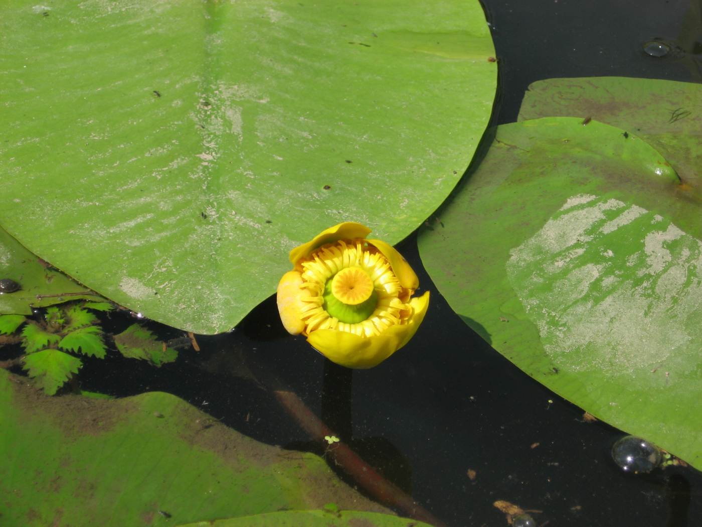 Красивое растение желтая кубышка на воде