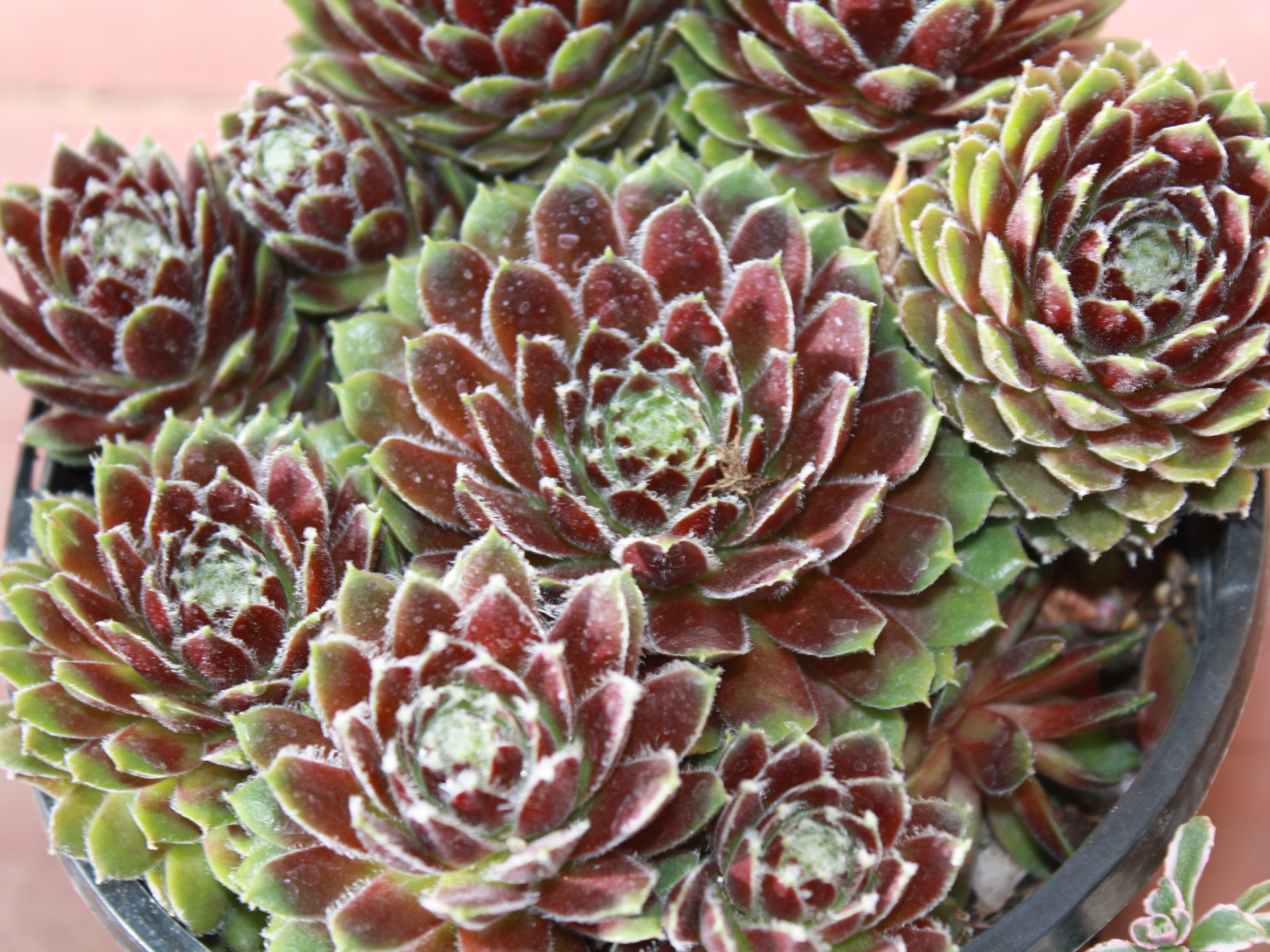 Красивое растение молодило в горшке