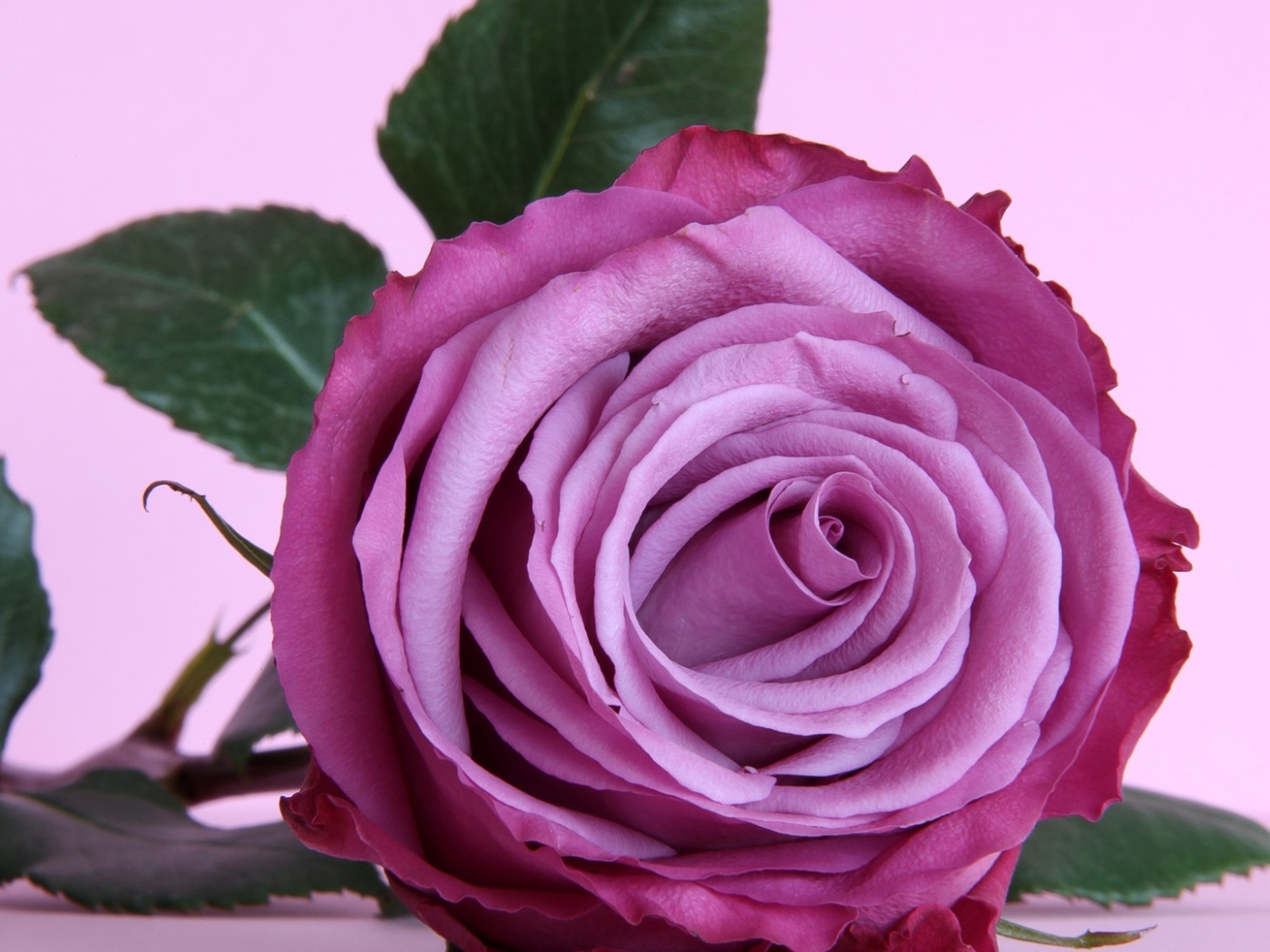 Красивая фиолетовая роза на столе