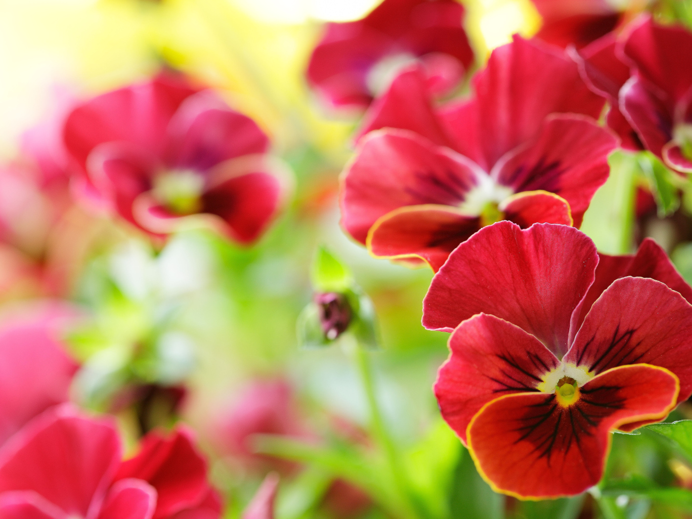 Красивые красные анютины глазки на поляне