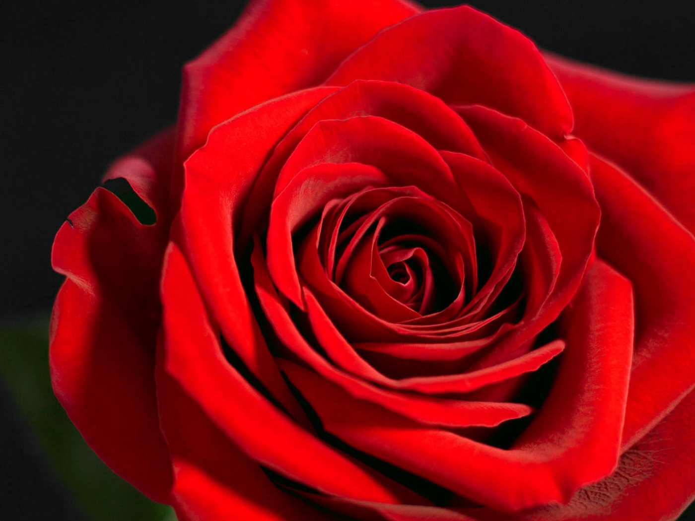 Красивая красная роза на чёрном фоне крупным планом