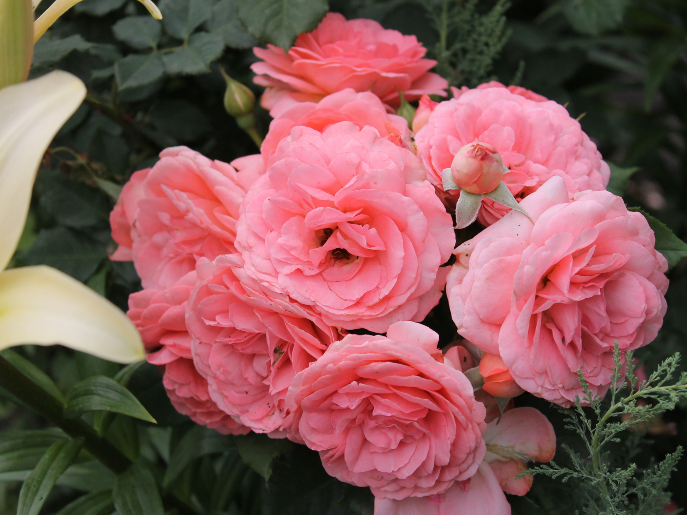 Красивая роза кустарниковая на дачном участке