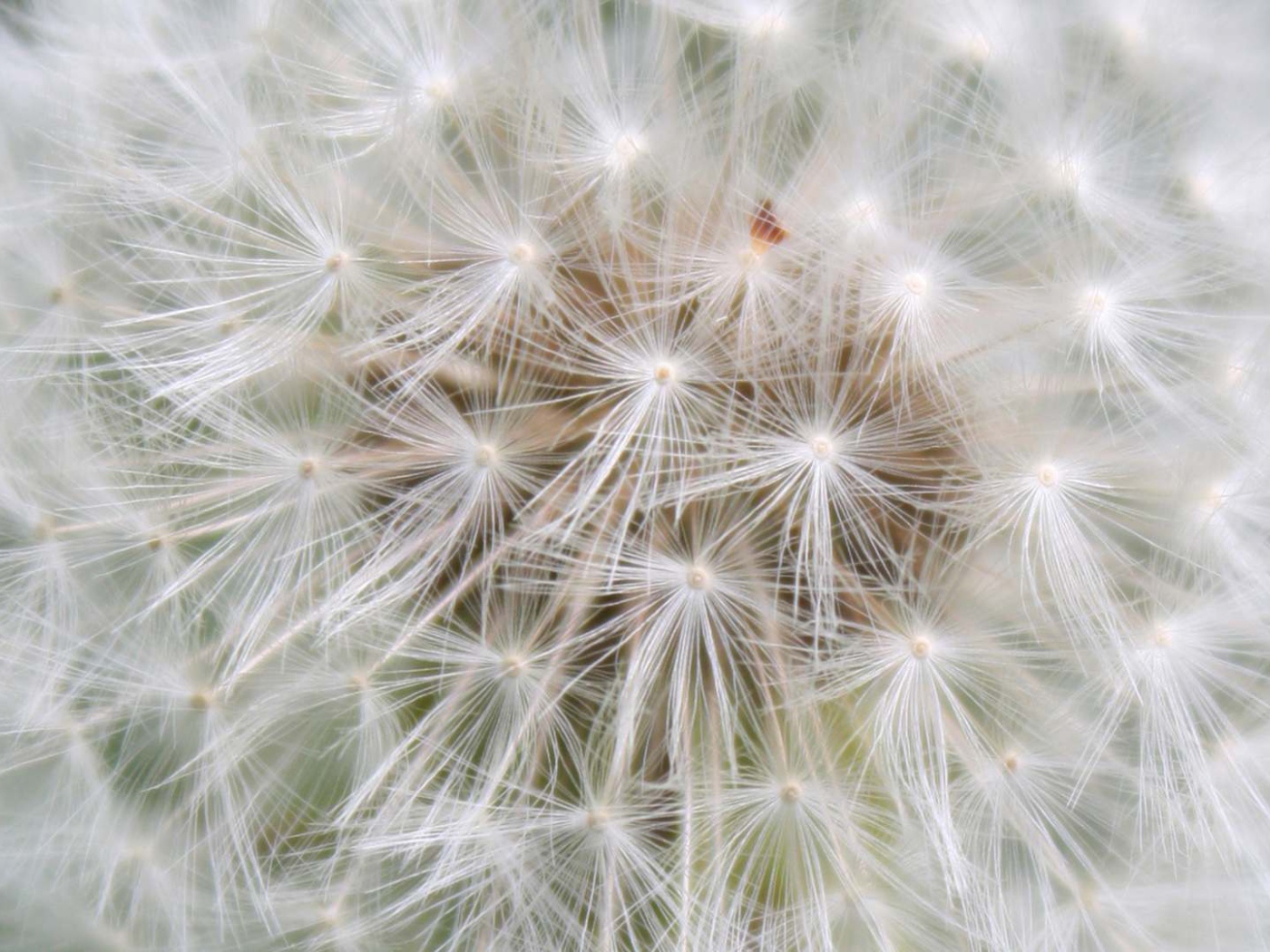 Красивый козлобородник (большой одуванчик) цветок