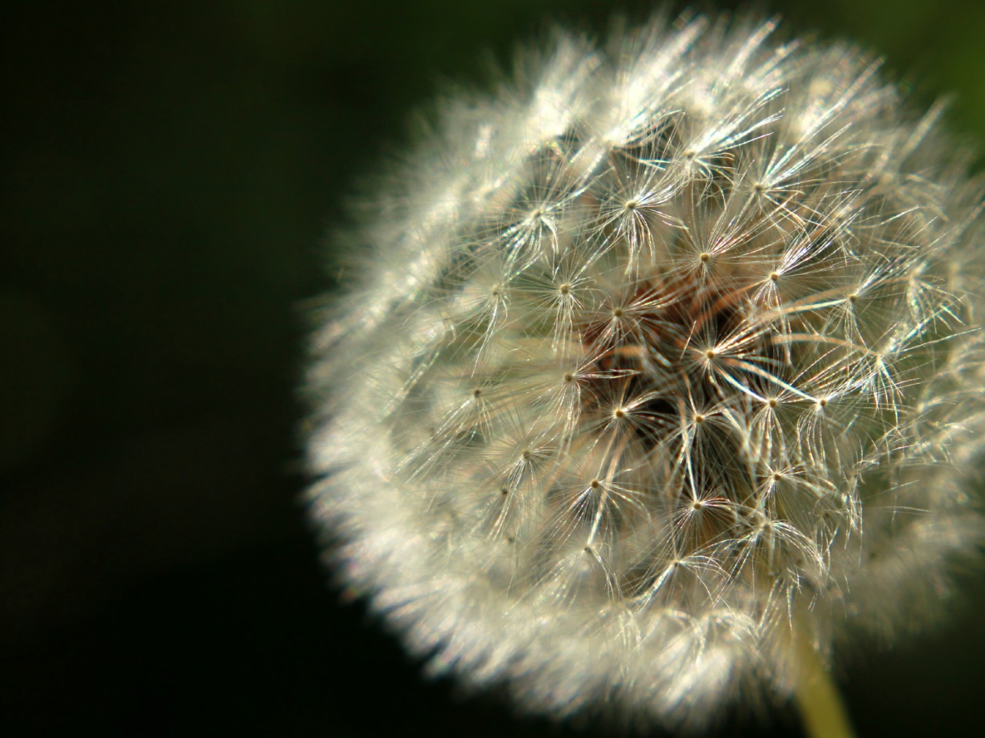 Красивый козлобородник (большой одуванчик) на газоне