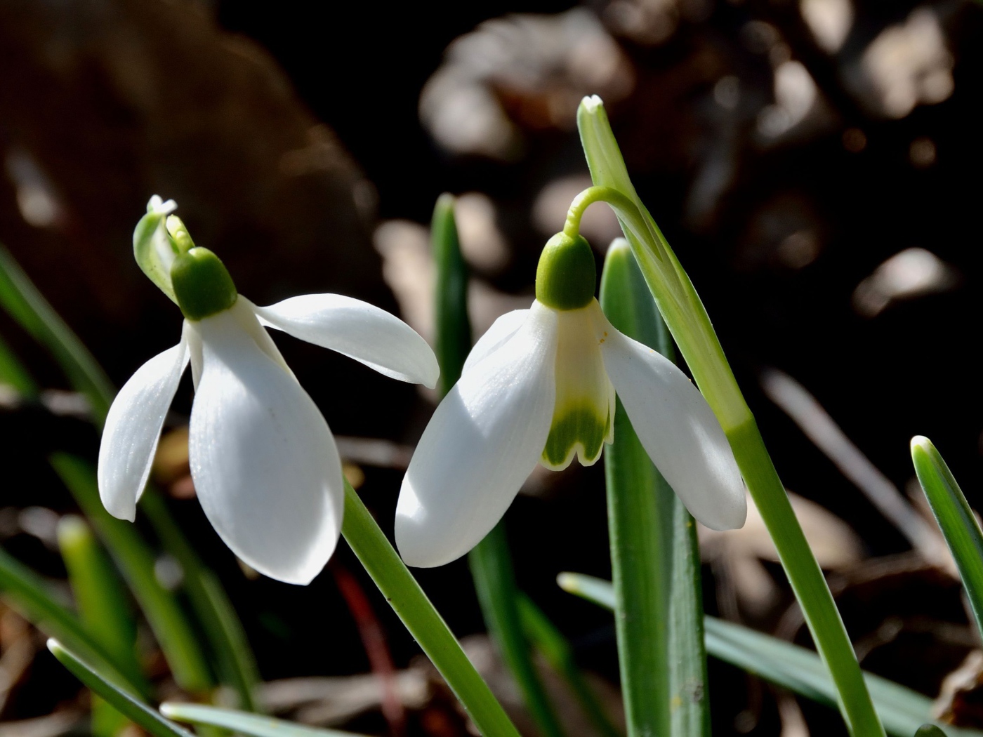 Красивые подснежники в саду