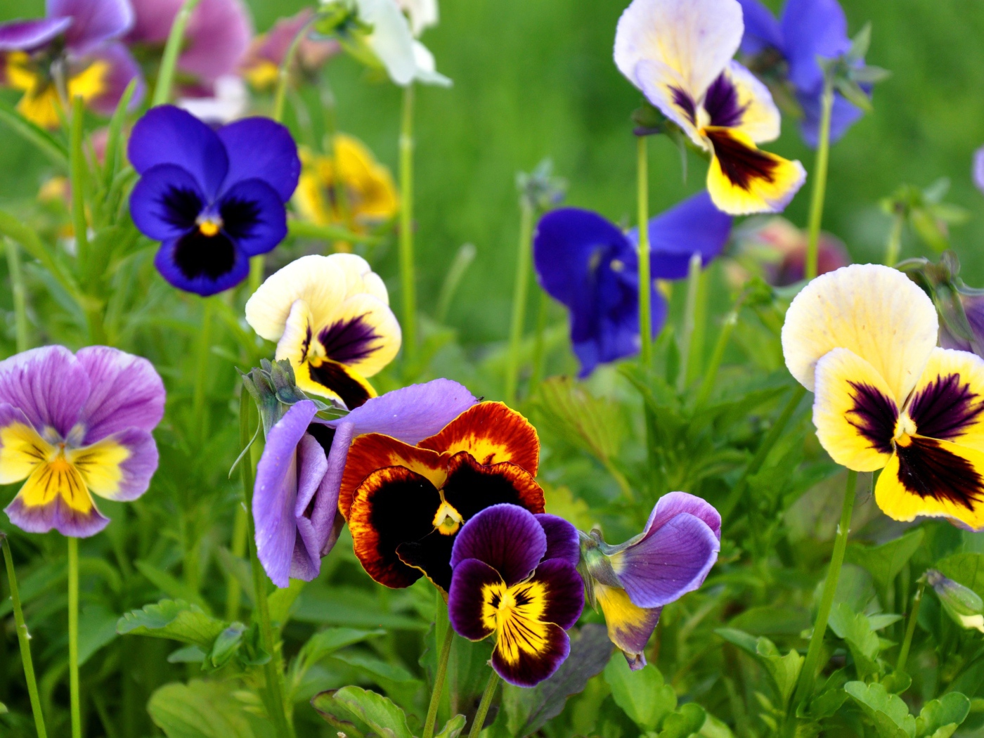 Красивые цветы анютины глазки весной на поляне